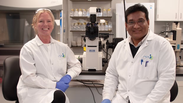 breakthrough-in-nb.-oyster-research-to-help-fight-deadly-shellfish-disease-|-cbc-news