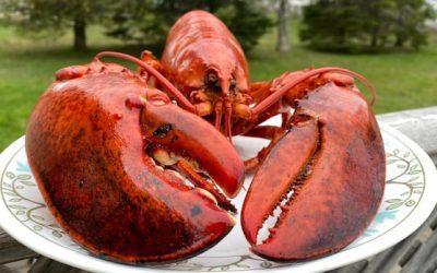 N.S. culinary instructor teaches students to cook lobsters more humanely | CBC News