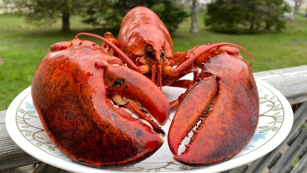 ns.-culinary-instructor-teaches-students-to-cook-lobsters-more-humanely-|-cbc-news
