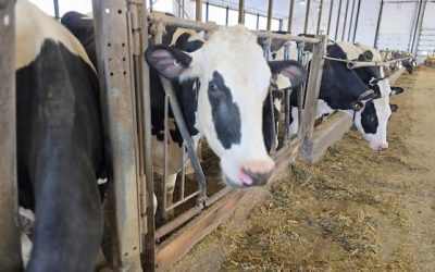 Provincial veterinarians’ union opposes cuts as agriculture minister doubles down | CBC News