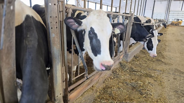 provincial-veterinarians'-union-opposes-cuts-as-agriculture-minister-doubles-down-|-cbc-news