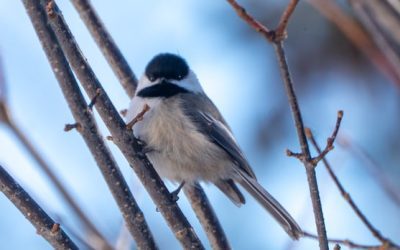Goodbye winter, hello spring: Enjoy these photos from around New Brunswick | CBC News