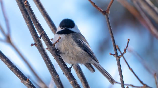 goodbye-winter,-hello-spring:-enjoy-these-photos-from-around-new-brunswick-|-cbc-news