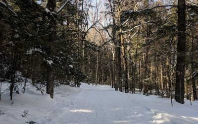 Fredericton police investigating alleged sexual assault in Odell Park | CBC News
