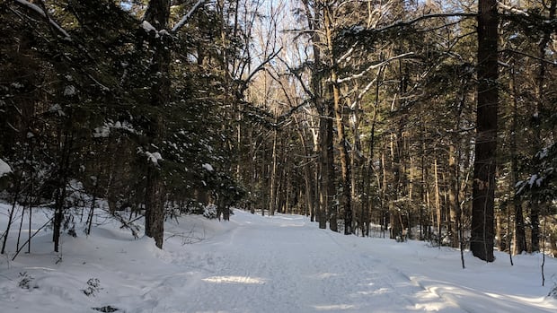 fredericton-police-investigating-alleged-sexual-assault-in-odell-park-|-cbc-news