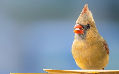 Forest friends: Enjoy these photos from around New Brunswick | CBC News