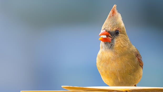 forest-friends:-enjoy-these-photos-from-around-new-brunswick-|-cbc-news