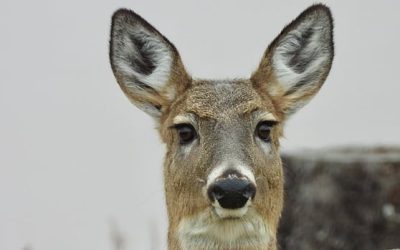 Birds, bunnies and Easter eggs: Enjoy these photos from around New Brunswick | CBC News