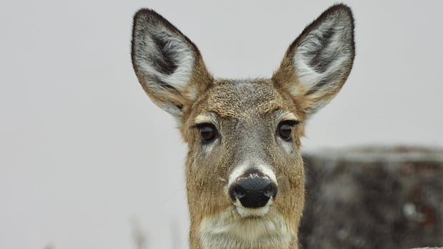 birds,-bunnies-and-easter-eggs:-enjoy-these-photos-from-around-new-brunswick-|-cbc-news