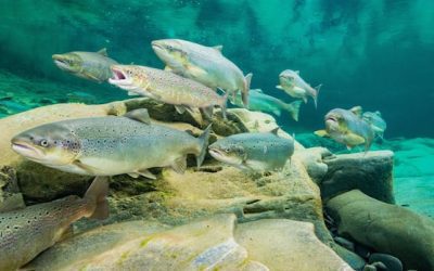 Salmon conservation groups encouraged by $81M announcement | CBC News