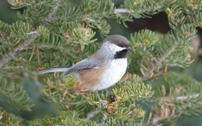 Warming climate mean some N.B. birds could find new homes, while other species arrive | CBC News