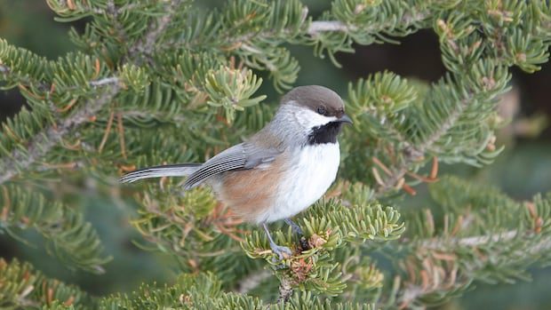 warming-climate-mean-some-nb.-birds-could-find-new-homes,-while-other-species-arrive-|-cbc-news