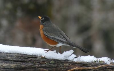 Sights of April: Enjoy these photos from around New Brunswick | CBC News