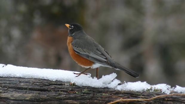 sights-of-april:-enjoy-these-photos-from-around-new-brunswick-|-cbc-news