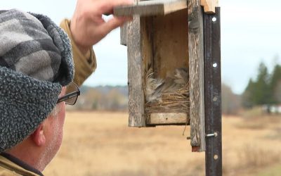 Nature group cleaning out nesting boxes to save declining bird population