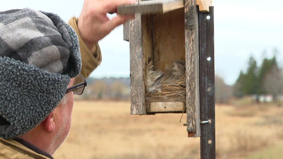 nature-group-cleaning-out-nesting-boxes-to-save-declining-bird-population