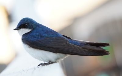 Nature group hosts annual nest box event to help birds | CBC News