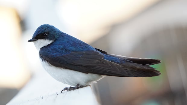 nature-group-hosts-annual-nest-box-event-to-help-birds-|-cbc-news
