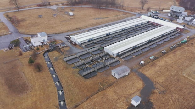 first-nations-continue-call-to-save-mactaquac-salmon-facility-|-cbc-news