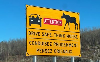Man dies in Route 7 collision after vehicle swerves to avoid moose, RCMP say | CBC News