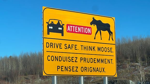 man-dies-in-route-7-collision-after-vehicle-swerves-to-avoid-moose,-rcmp-say-|-cbc-news