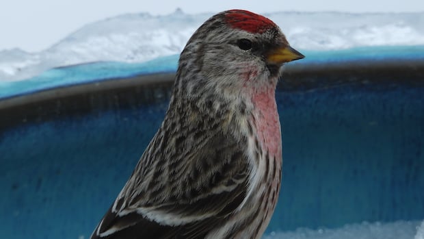 birds-of-spring:-enjoy-these-photos-from-around-new-brunswick-|-cbc-news