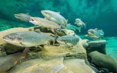 Fish feud: Salmon farmers, conservationists clash over promised federal funding | CBC News