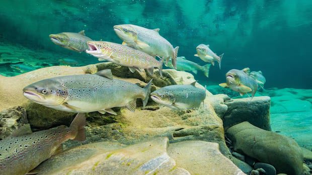 fish-feud:-salmon-farmers,-conservationists-clash-over-promised-federal-funding-|-cbc-news