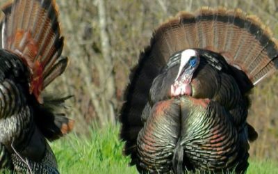 Surge in wild turkey population leads to longer May hunt | CBC News
