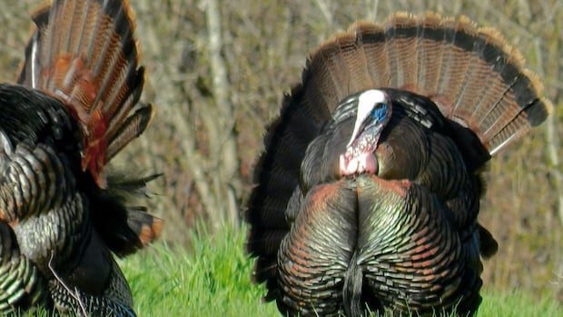 surge-in-wild-turkey-population-leads-to-longer-may-hunt-|-cbc-news
