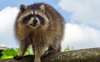 Presumptive case of rabies identified near St. Stephen, testing underway | CBC News