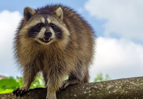 presumptive-case-of-rabies-identified-near-st.-stephen,-testing-underway-|-cbc-news