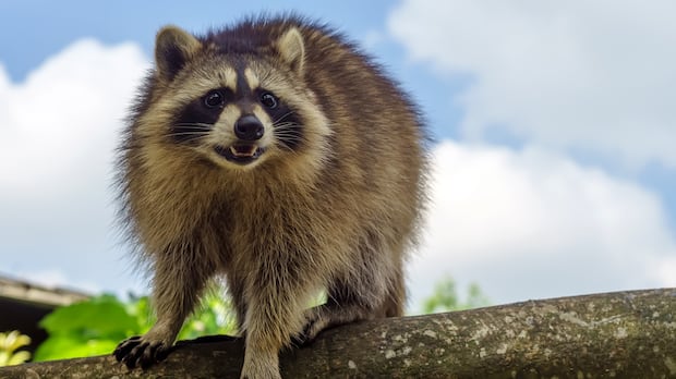 presumptive-case-of-rabies-identified-near-st.-stephen,-testing-underway-|-cbc-news