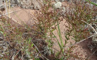 How Parks Canada is working to protect rare coastal plant in N.B., P.E.I. | CBC News