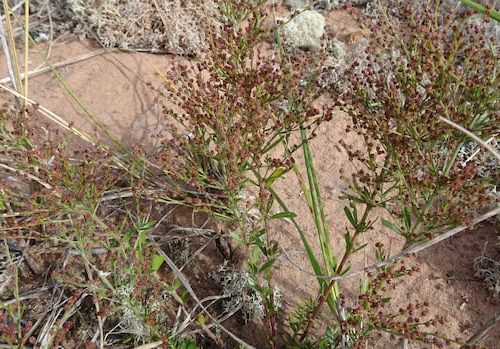 how-parks-canada-is-working-to-protect-rare-coastal-plant-in-nb,-pei.-|-cbc-news