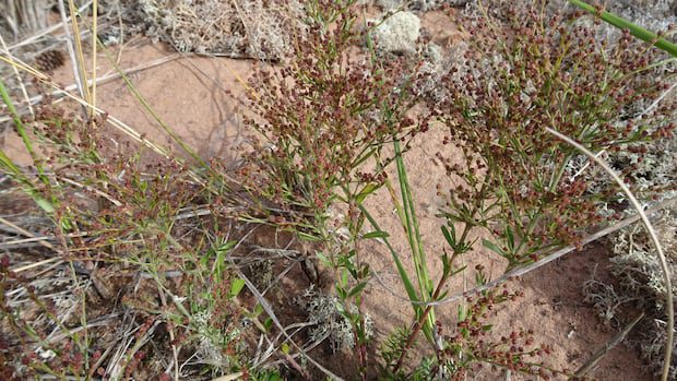 how-parks-canada-is-working-to-protect-rare-coastal-plant-in-nb,-pei.-|-cbc-news
