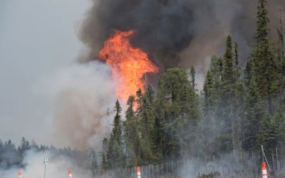 Saint John takes steps to protect itself better against wildfires | CBC News