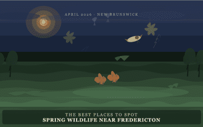The Best Places to Spot Spring Wildlife Near Fredericton Right Now