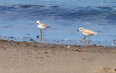 Stronger federal protections for piping plovers applauded | CBC News