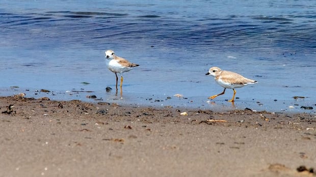 stronger-federal-protections-for-piping-plovers-applauded-|-cbc-news