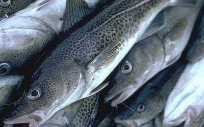 ‘Things aren’t looking good’: Atlantic cod stocks continue decline in parts of N.S., N.B. | CBC News