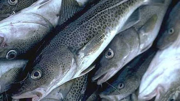 'things-aren't-looking-good':-atlantic-cod-stocks-continue-decline-in-parts-of-ns,-nb.-|-cbc-news