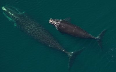North Atlantic right whales see most births since 2009 | CBC News