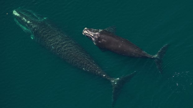 north-atlantic-right-whales-see-most-births-since-2009-|-cbc-news