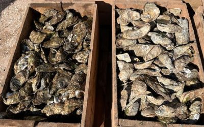 Seed imports, licence buybacks part of federal help for Atlantic Canada’s oyster industry | CBC News