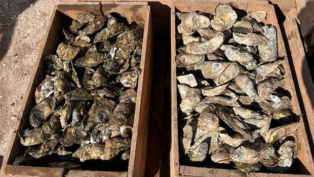 seed-imports,-licence-buybacks-part-of-federal-help-for-atlantic-canada's-oyster-industry-|-cbc-news