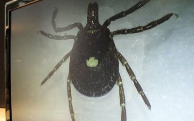 Scientists are warning Canadians to get ready for a U.S. tick invasion this year | CBC News