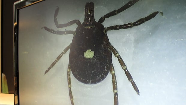 scientists-are-warning-canadians-to-get-ready-for-a-us.-tick-invasion-this-year-|-cbc-news