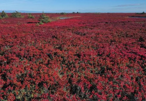 not-all-wetlands-are-protected-equally,-but-an-environmental-group-hopes-to-change-that-|-cbc-news