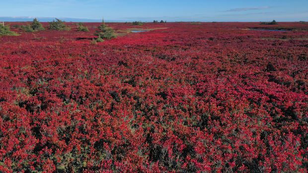 not-all-wetlands-are-protected-equally,-but-an-environmental-group-hopes-to-change-that-|-cbc-news